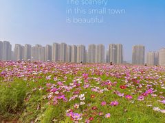 -洋湖国家湿地公园