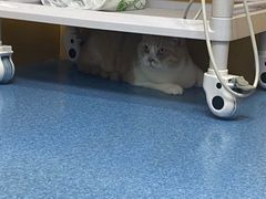 -美联众合动物医院(·中兽医·疑难杂症·严家桥分院)