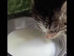 -艾贝尔宠物诊疗