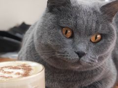 -猫小院猫主题餐厅(南锣旗舰店)
