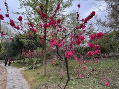 -茅家埠