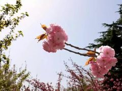 -西安青龙寺遗址景区