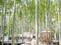 -桉树林A coffee 森林餐厅(三圣乡店)