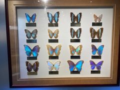 -上海昆虫博物馆