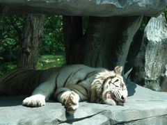 -北京野生动物园