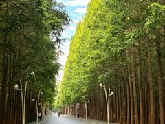 -日照海滨国家森林公园