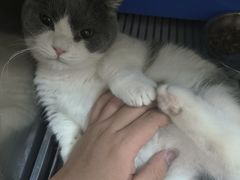 -瑞鹏宠物医院犬猫全科(真大分院)