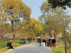 -上海海湾国家森林公园