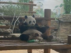 -西霞口神雕山野生动物世界