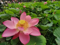 -莲花池公园