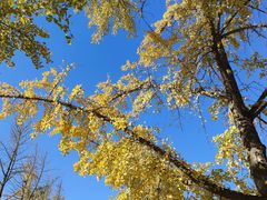 -三里屯东五街银杏大道