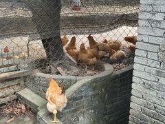-满記土窑烧鷄波浪山莊
