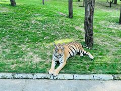 -北京野生动物园