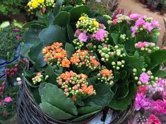 -双季花艺园艺市场(浦东店)