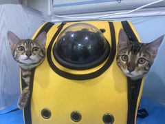 -纳吉亚猫专科动物医院·北北分院