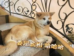-喜柴咖啡·柴犬狗咖