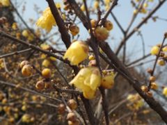-无锡梅园公园