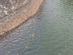 -红花湖景区