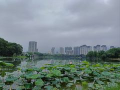 -飞来湖湿地公园