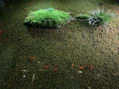 -几荷·恰似故人来(秀水广场店)