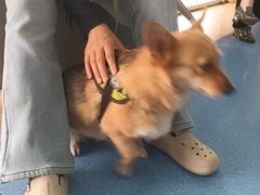 -天使宠物医院·犬猫分诊(彩虹店)