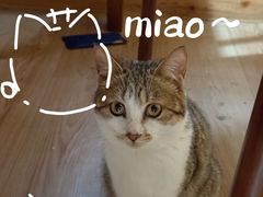 -小小饭店·休闲农庄·安吉松树林里的农家菜