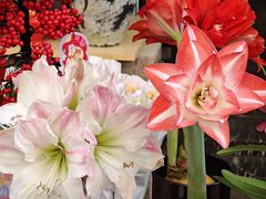 -溪岸路花鸟市场