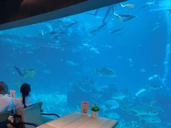 -海棠湾洲际-涛·海底餐厅·美人鱼·自助餐·海底隧道