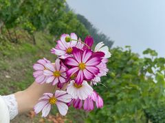 -安德鲁户外烧烤帐篷营地(马泉营店)