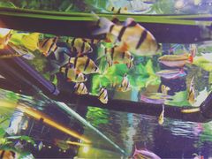 鱼鱼鱼鱼鱼-大家乐(广州天河城六楼店)