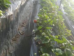 -北京龙庆四季香农家饭庄·灶台鱼·碳烤虹鳟鱼(龙庆峡店)