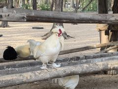 -秦皇岛野生动物园