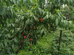 -老袁家蜜桃农场·阳山水蜜桃