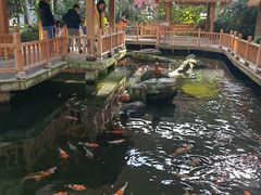 -南宫五洲植物乐园