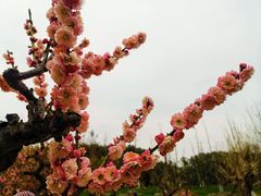 -莘庄梅园