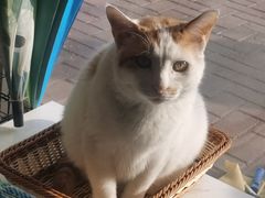 -平行世界·猫咖(首经贸店)