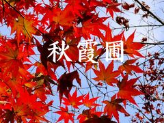 -秋霞圃