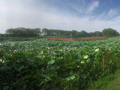 -洪湖生态旅游区