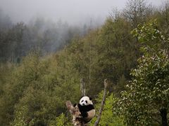 -卧龙中华大熊猫苑神树坪基地