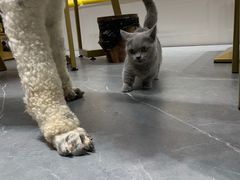 -喵店&猫咖