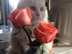 白咩-Anne猫窝咖啡屋