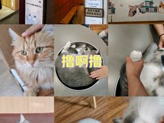 -MOCHA明星猫咖(田子坊店)