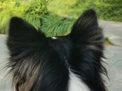 -南翔镇银翔湖公园