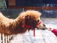 -泉州海丝野生动物世界