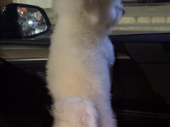 -宠颐生汉谟拉比宠物医院