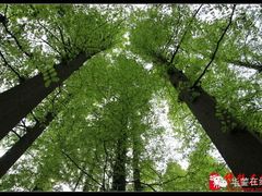 -华蓥山水杉山庄