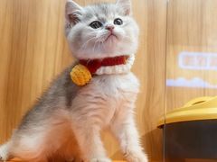 -欣宠猫屋·矮脚拿破仑·蓝金金渐层