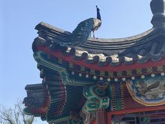 -北京麋鹿生态实验中心
