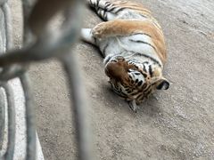 -上海野生动物园