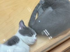 -帕帕拉兹宠物(亚洲旗舰店)